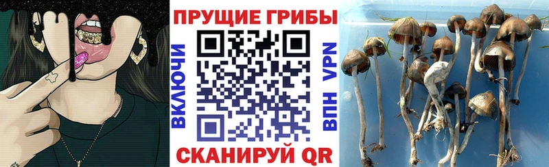 Купить где  Тюмень  Псилоцибиновые грибы мухоморы 